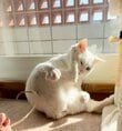 【実は筋骨隆々な猫ちゃん】逞しい後ろ姿に思わず二度見　「日ごろから鍛えてるもんね」