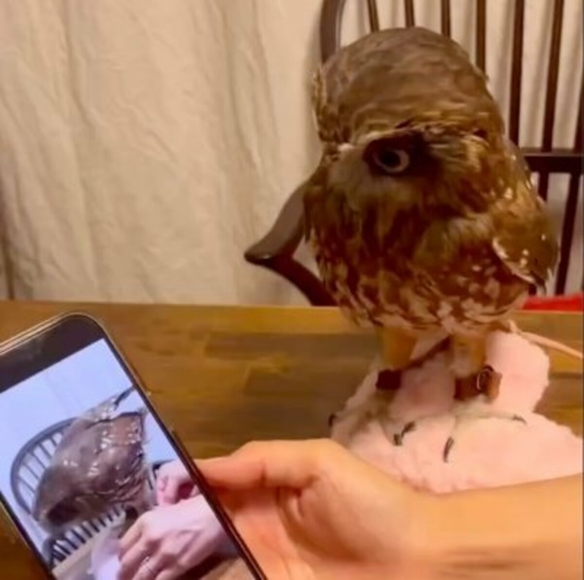 チェックするフクロウ】“リーシュ”の付け方を自ら確認！？スマホを熱心 