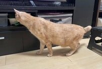 【3万いいね超え】「首が長くなります」猫ちゃんの不思議な姿が話題！普段の姿とのギャップにも注目