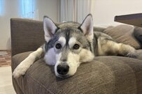 犬3匹がドッグランで作った「トライワングル」　美しい形に「召喚してる」「入りたい」