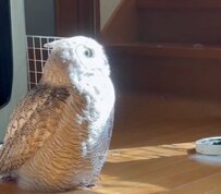 【日向ぼっこするフクロウ】ぽかぽか陽気に誘われてウトウト…平和な光景にSNSでは「かわいい」の声