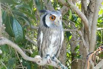 【御庭番をするフクロウ】まん丸な目が印象的！生垣で見せた立派な姿にメロメロ