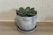 これで110円！？【セリア】「ストーン風ミニプランター」植物がおしゃれに！