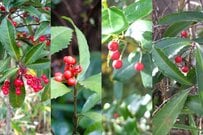 植えてよかった！植えっぱなしで《毎年冬に赤い実がなる》オシャレな「小さめ常緑低木」＆「中高木」6選