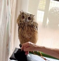 【言い訳するフクロウ】「暑いから…」靴下を水に落としたフクロウ　おばあちゃんに甘える姿が面白い！