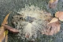 山で貴重な「胞子が生えたセミ」に遭遇　アニメを彷彿とさせる姿に「ここから腐海が広がっていく…」