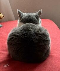 猫さんを真後ろから見ると　まさかの「チラッと見えたもの」にホッコリ