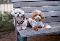 3年前は初対面だった2匹　3年後の「すごく良い」光景にホッコリ