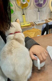 髪をバッサリ切ったママ　保護猫のまさかのリアクションにホッコリ