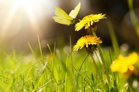 厚生年金「ひと月10万円未満」の人の割合【男女別・受給額比較】