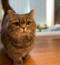 愛猫に「おやつ食べる？」と聞いたら…　猫らしからぬ行動に悶絶