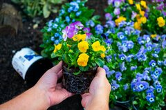 冬の寄せ植えにおすすめ！大人キュートにときめく《多年草・一年草・常緑低木》4選