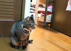 「AIじゃないんだなぁ」猛スピードで登場する亀と見失う猫→かわいいやり取りに笑ってしまう