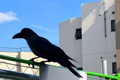 「ここが令和の羅生門…」　絶妙な場所で羽を休めるカラスを捉えた「最高の絵」が話題