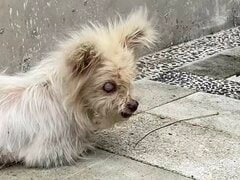 田んぼの脇に捨てられた犬 保護から1週間で見せた変化