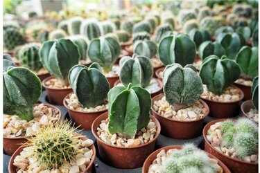 ガーデニング】珍奇な植物「ビザールプランツ」の世界〈おすすめ5選