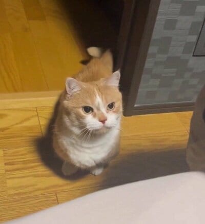 こちらを見上げる虎太郎くん　かわいいです