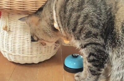 窓から入れないかな？