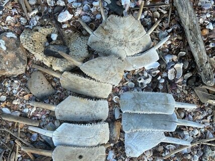 子どもと海で拾った「謎の破片」を並べてみると… 巨大生物を彷彿させる正体に期待がふくらむ