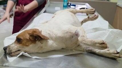 事故で立ち上がれなかった保護犬。諦めずにリハビリを重ねて再び走れるまでに回復した歩み