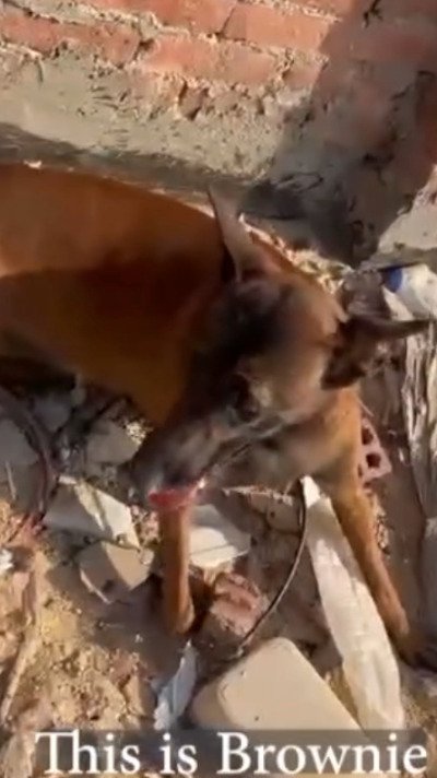 【保護犬】毒を盛られ路上で苦しんでいた犬　保護され「命をつないだ姿」に胸が熱くなる