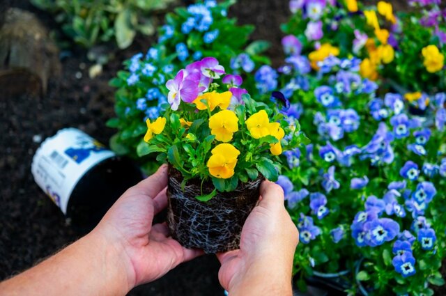 冬の寄せ植えにおすすめ！大人キュートにときめく《多年草・一年草・常緑低木》4選