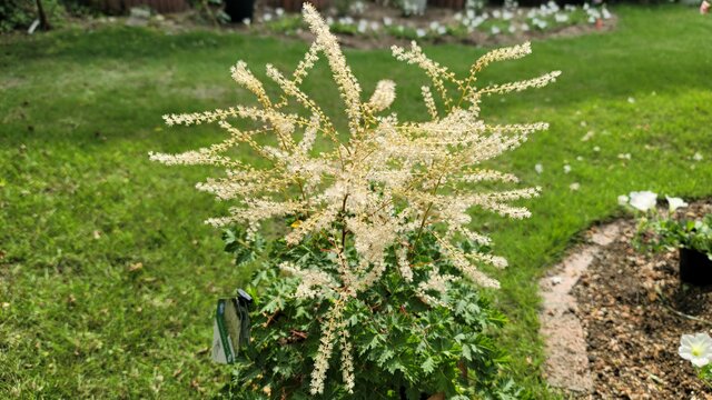 まるで「繊細なレース」のような花々！植えっぱなしOKで育てやすい「半日陰にぴったりの多年草」で庭や玄関がゴージャスに！