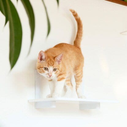 キャットステップ(幅35cm ホワイト CATROAD+)