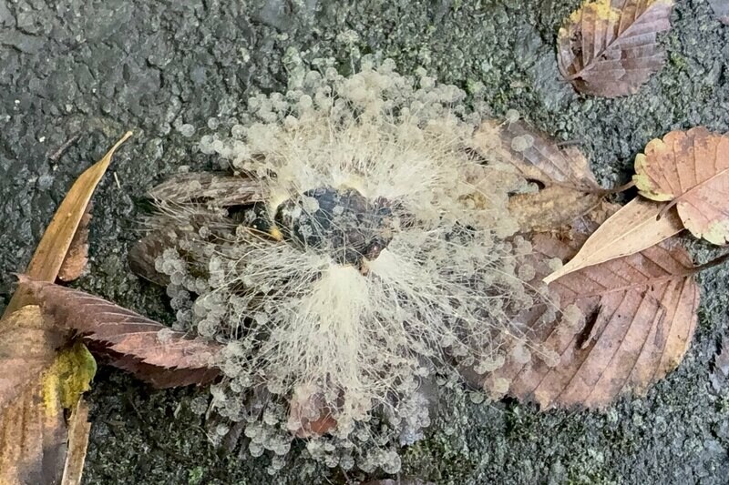 山で貴重な「胞子が生えたセミ」に遭遇 アニメを彷彿とさせる姿に「ここから腐海が広がっていく…」