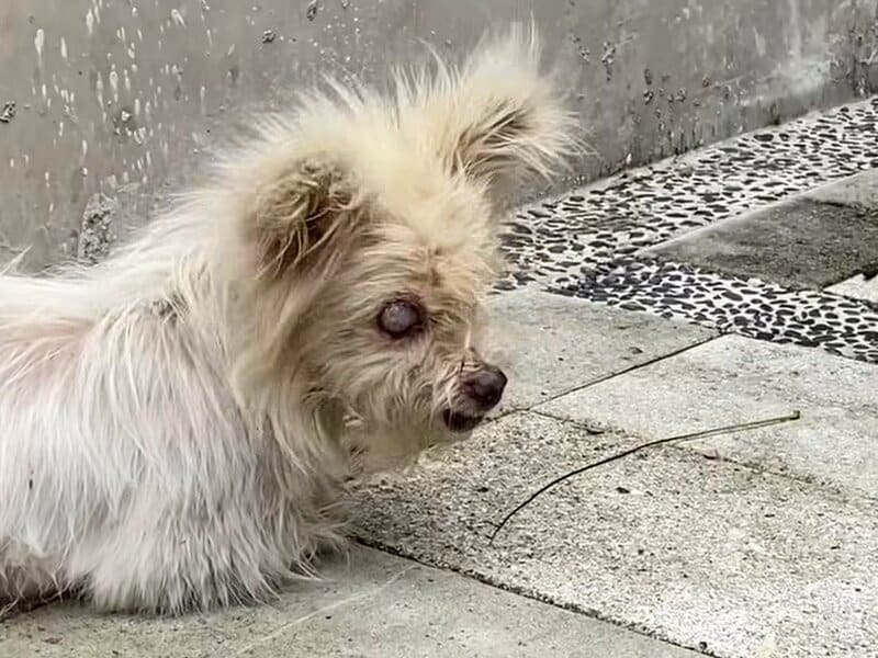 田んぼの脇に捨てられた犬 保護から1週間で見せた変化