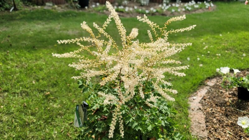 まるで「繊細なレース」のような花々！植えっぱなしOKで育てやすい「半日陰にぴったりの多年草」で庭や玄関がゴージャスに！