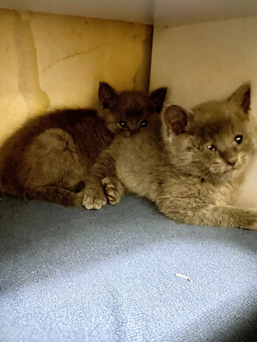 出所：@luna7taka9