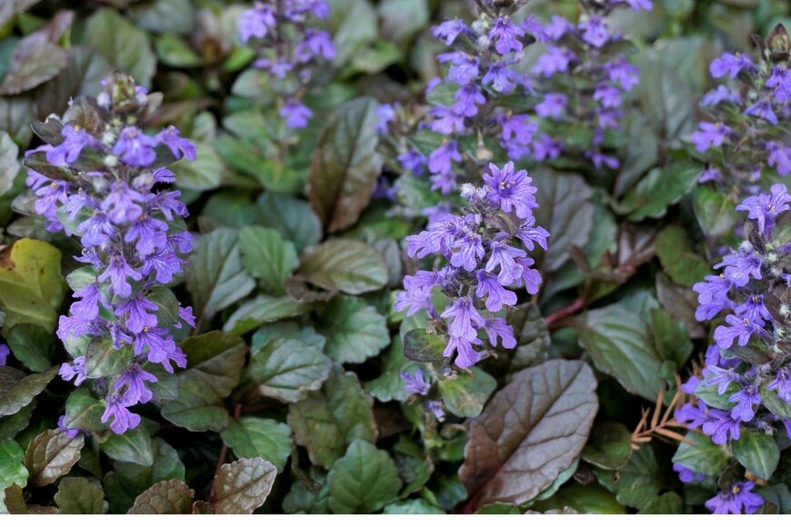 Albin Raj/istockphoto.com