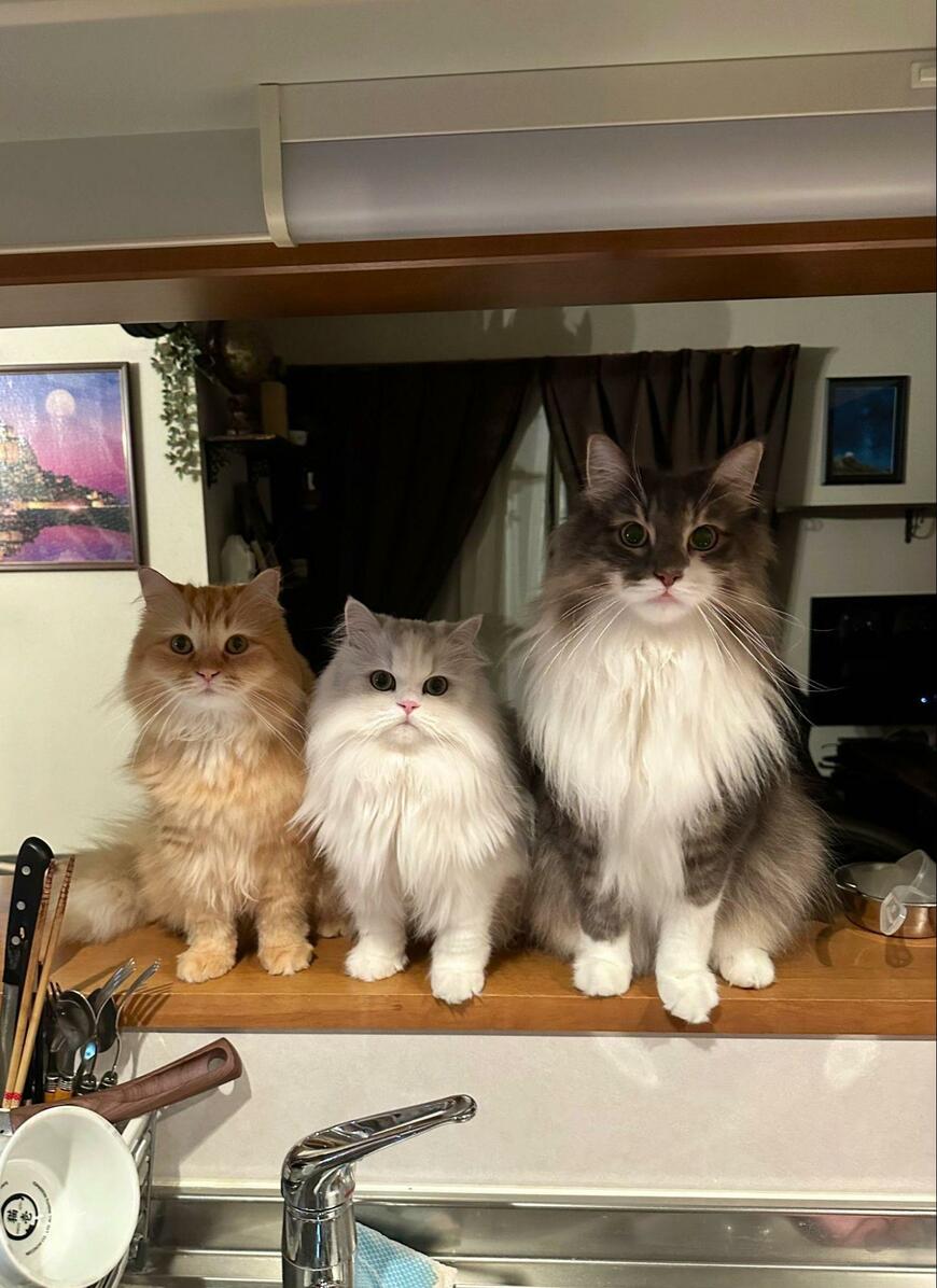 出所：@NEKOLAND13