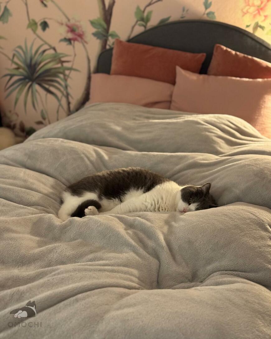 出所：@omochiomoching