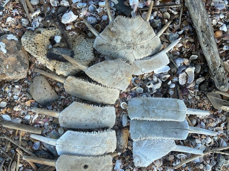 子どもと海で拾った「謎の破片」を並べてみると… 巨大生物を彷彿させる正体に期待がふくらむ