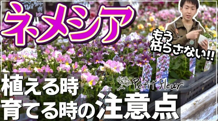 【園芸のプロ解説】晩秋～初夏ずっと咲く「宿根ネメシア」長く楽しむ《植え方＆育て方》コツ3点