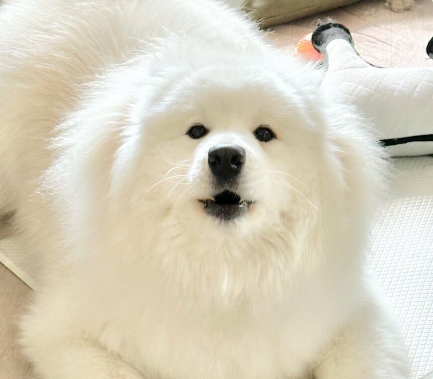 出所：@samoedsoran