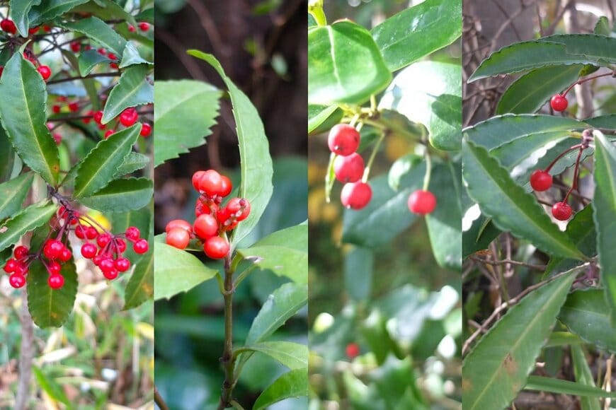 植えてよかった！植えっぱなしで《毎年冬に赤い実がなる》オシャレな「小さめ常緑低木」＆「中高木」6選