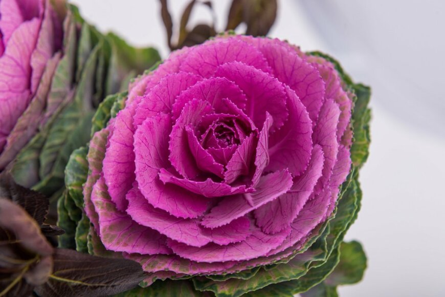 Zubtsov Maksym/shutterstock.com