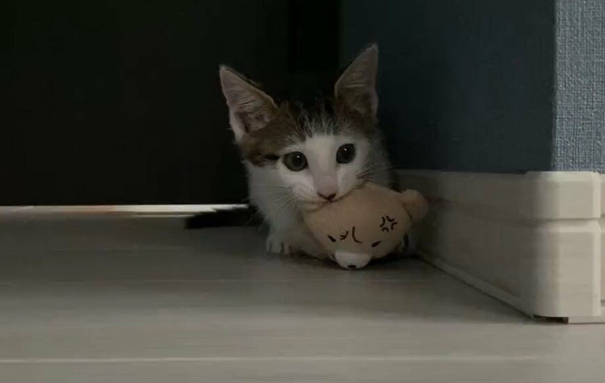 出所：@Saeroyi_cat