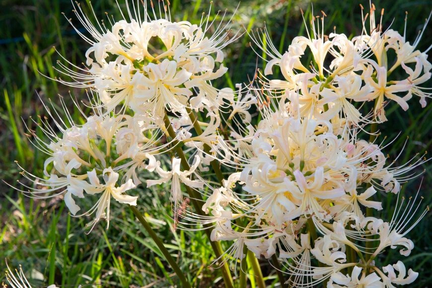 sato/istockphoto.com