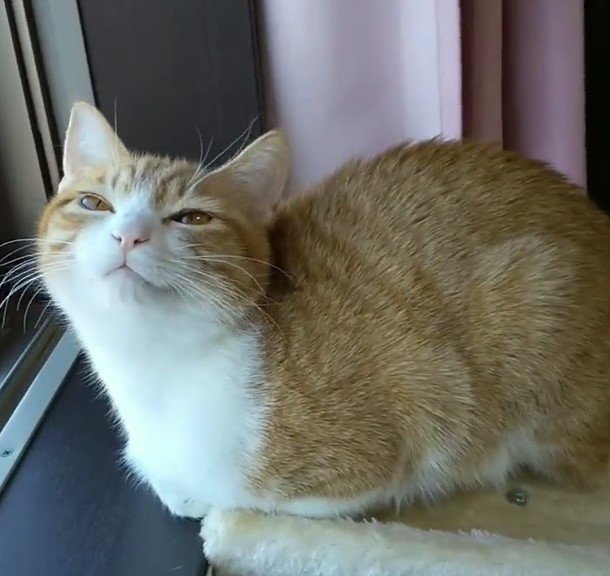 出所：@mero627puri914