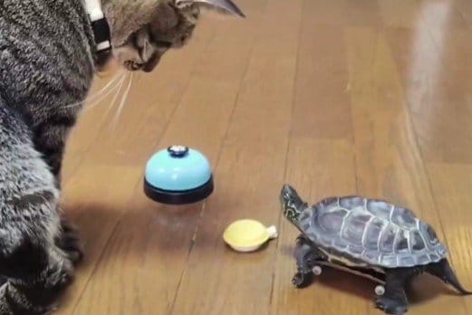 【猫と亀の友情】おやつをどうぞ…健気な姿に「こうやって距離が縮まるのね」の声