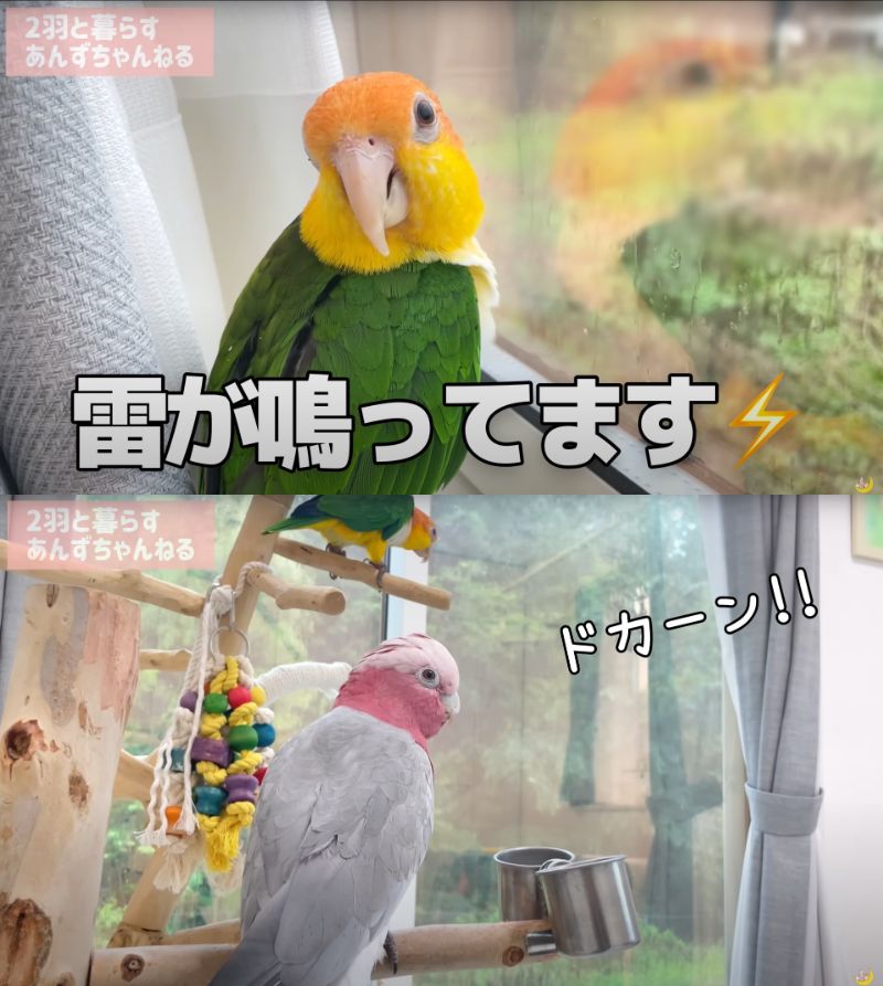 出所：@anz_omomiri