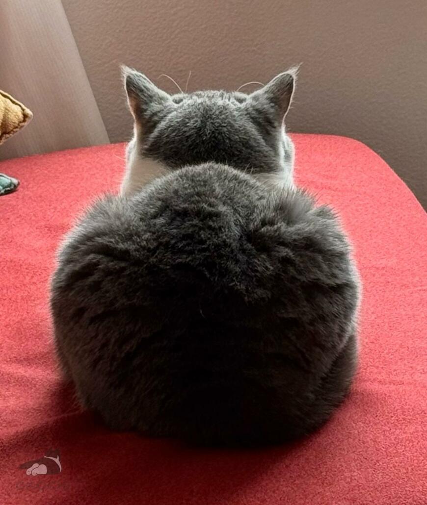 猫さんを真後ろから見ると　まさかの「チラッと見えたもの」にホッコリ