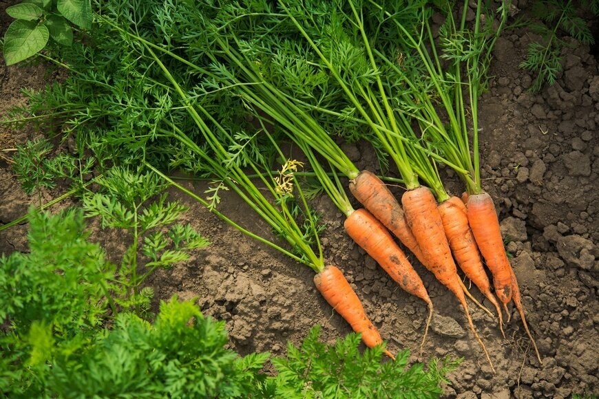 Dima Sobko/Shutterstock.com