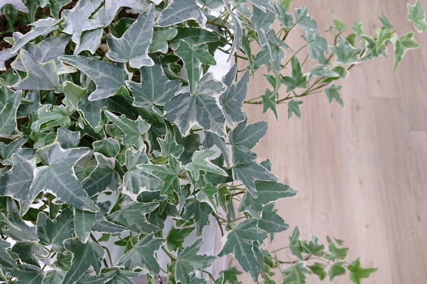 Cheng Wei/shutterstock.com