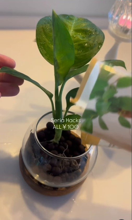 植物を挿し込む様子