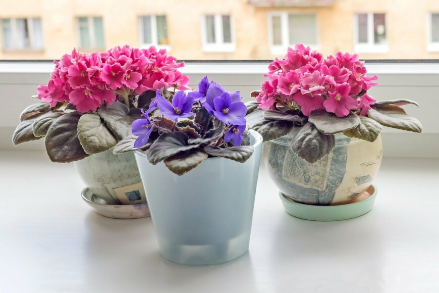 Ludmila Kapustkina/shutterstock.com